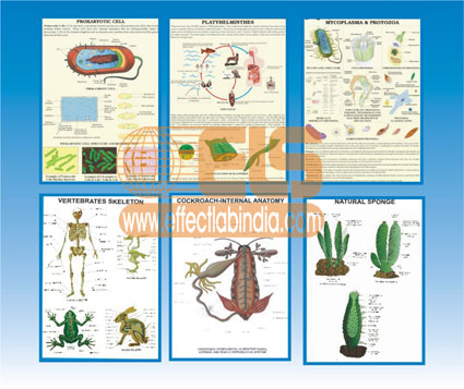 Zoology Charts, Polyart 