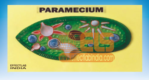 ParameciumModel
