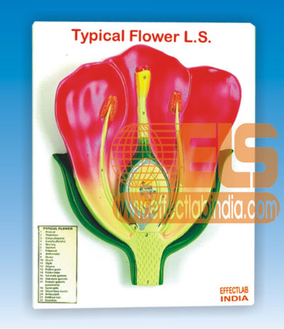 Typical Flower, LS 