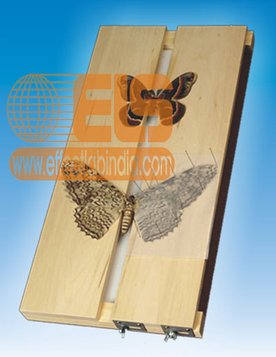 Insect Spreading Board