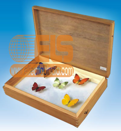 Insect Setting Boxes 
