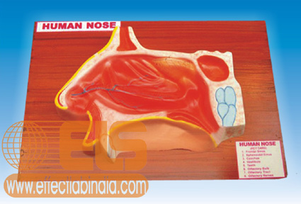 Human Nose, L. S. 