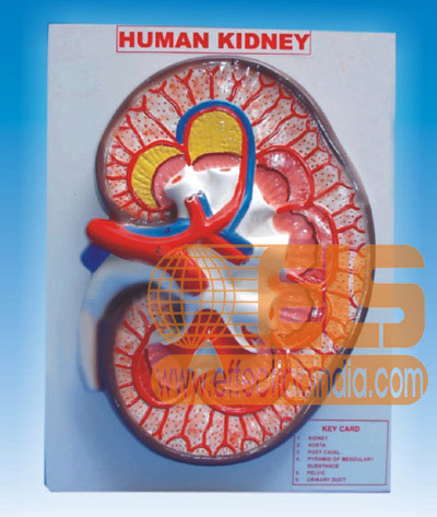Human Kidney Model L.S.