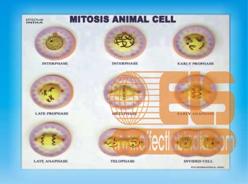 ANIMAL CELL DIVISION MITOSIS 