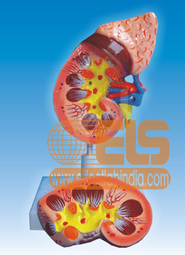 Human Kidney with Adrenal Gland Model Economical