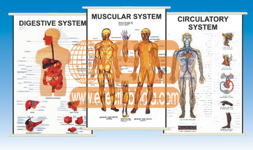 Human Physiology Charts Polyart 