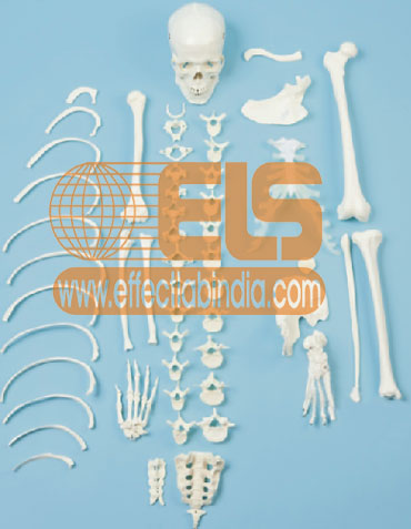 Human Skeleton Model Disarticulated
