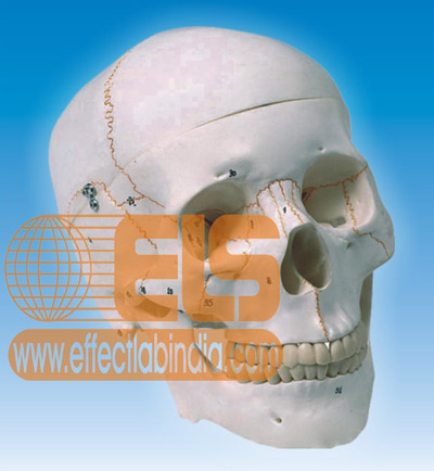 Human Skull Model Artifical 3 Part