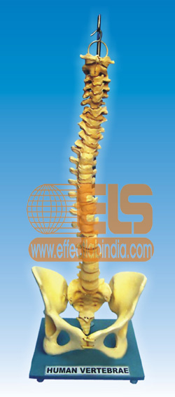 Spine Column Flexible