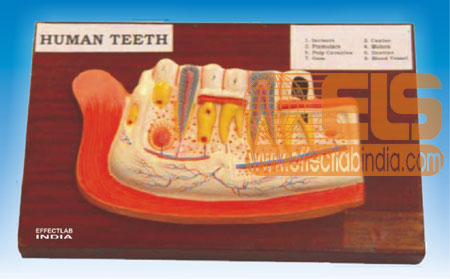 Human Lower Jaw With Teeth